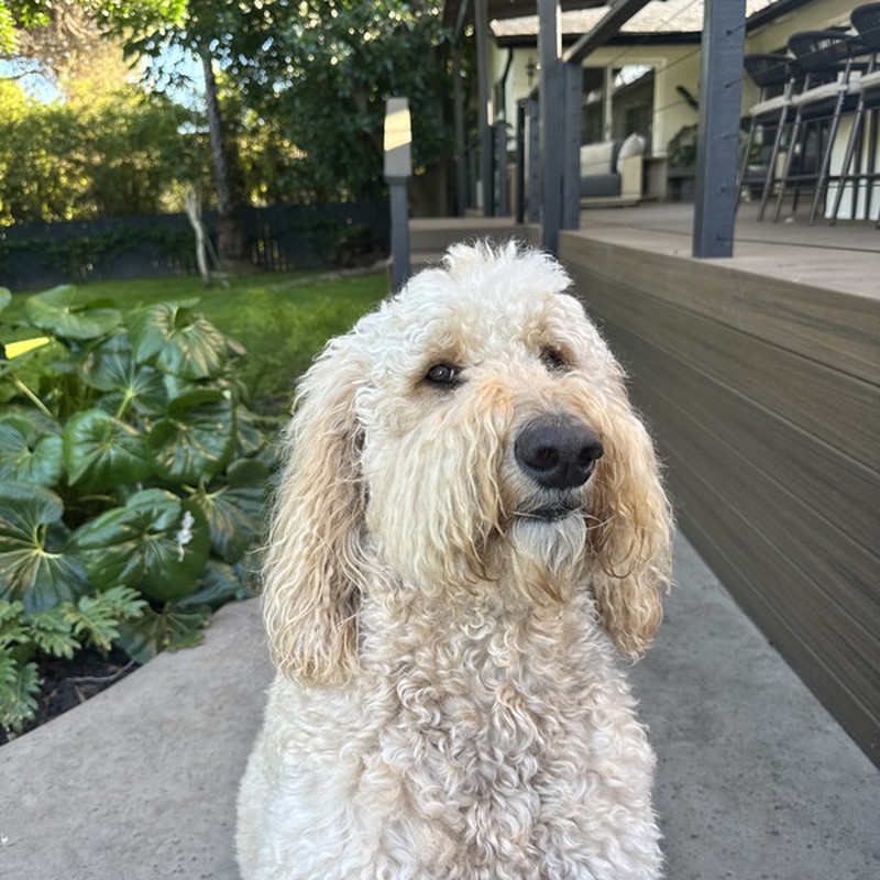Brody the Goldendoodle
